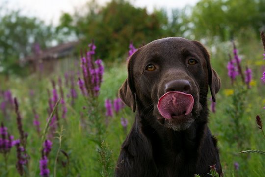 dog, Labrador, photo, nature, portrait, walk, summer