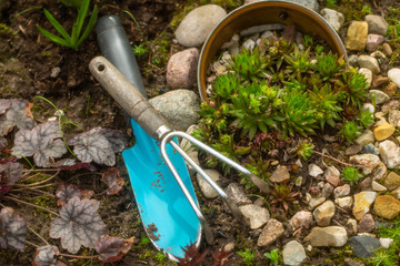 Garden tools and a bed of succulents with decor of stones in spring Garden.