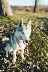 siberian husky dog