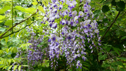 lavender flowers in the garden