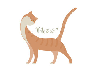 Standing graceful red cat with Meow lettering. Vector flat illustration