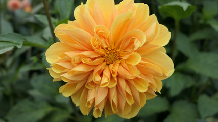 orange dahlia flower