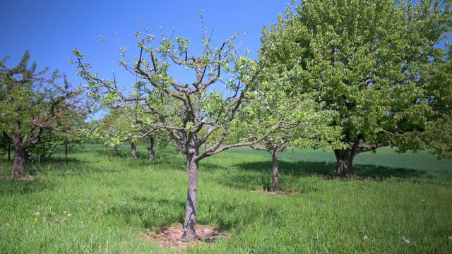  Young apple trees on a meadow in spring
