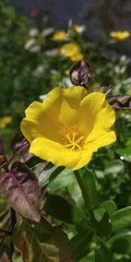 yellow flower in the garden for wallpaper and background 