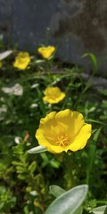 Obraz premium yellow flower in the garden for wallpaper and background 