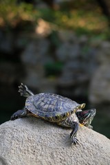 The life of a turtle. Posing in front of the camera. Life in the wild. Sunbathes. Funny animals. Underwater life. Armor is a home.