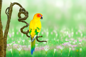 green winged macaw
