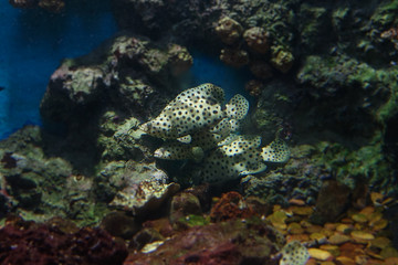 Colorful aquarium, showing different colorful fishes swimming