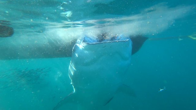 Shark in the wild. Dangerous swimming. Ocean miracle.