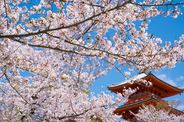 京都　清水寺の三重塔と桜