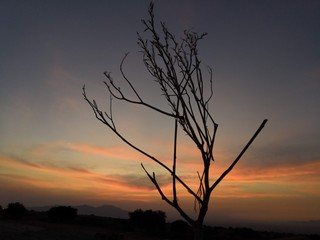 &aacute;rbol seco frente atardecer luminoso