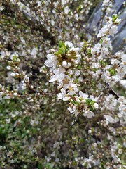 White flowers on a cherry branch