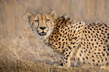 Male African Cheetah looking alert Kruger Park South Africa