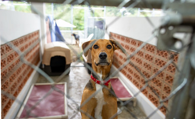 Shelter Rescue Dog