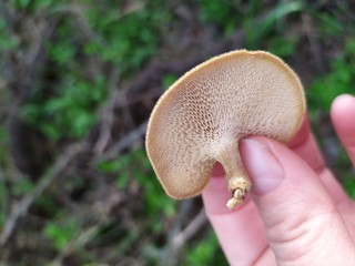 Unknown light beige fungus in the hand