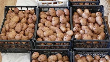 seed potatoes for seedlings in boxes