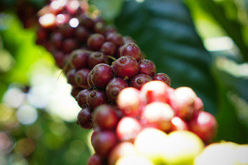 Coffee cherries contain caffeine, as does the tea, though while the tea is popularly understood to have a high level of caffeine, it actually only has about a quarter the caffeine levels of coffee.A c