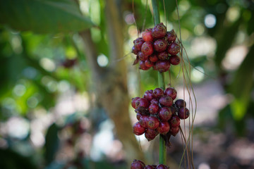 Coffee cherries contain caffeine, as does the tea, though while the tea is popularly understood to have a high level of caffeine, it actually only has about a quarter the caffeine levels of coffee.A c