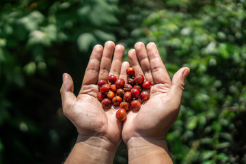 Coffee cherries contain caffeine, as does the tea, though while the tea is popularly understood to have a high level of caffeine, it actually only has about a quarter the caffeine levels of coffee.A c