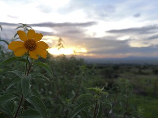 flor amarilla en atardecer con vegetaci&oacute;n y c&eacute;sped alrededor 