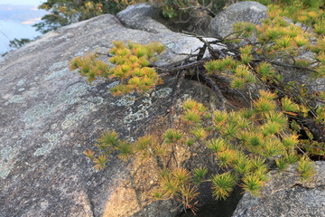 Beautiful Japanese autumn in Miyajima, Miyajimacho