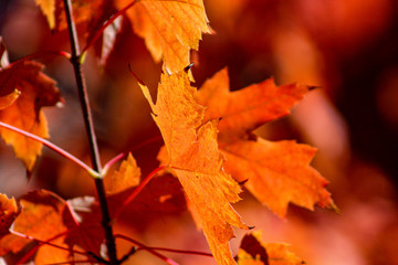 Autumn Leaves