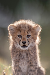 Naklejka na ściany i meble Cute portrait of a young Cheetah cub South Africa
