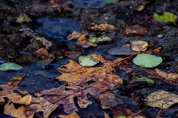 Muddied Leaves