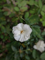 white flower