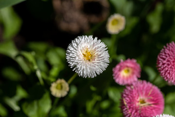A picture of some white bellis flowers.    Vancouver BC Canada
