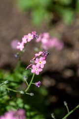 A picture of some pink Myosotis flowers.       Vancouver BC Canada
