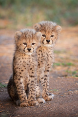 Two small Cheetah cubs sitting up alert South Africa