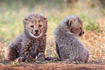 Naklejka na ściany i meble Two four week old Cheetah cubs South Africa
