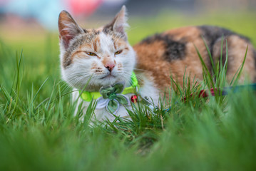 A beautiful domestic cat in a collar lies in the grass.