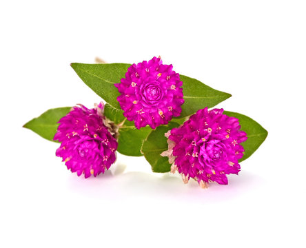 Bachelor Button,Clobe Amaranth isolated on white background