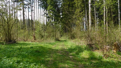 path on a Sunny day in the spring forest