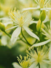 Small white fragrant flowers of Sweet Autumn Clematis garden close up.