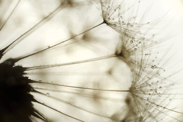 dandelion blowball flower with water drops super macro background