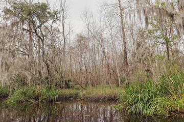 Fototapeta premium trees on the water