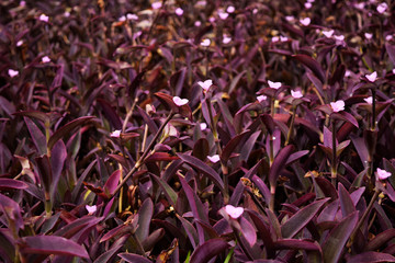 close up of purple flowers