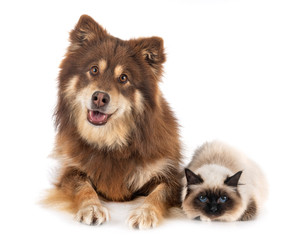Obraz premium birman cat and lapinkoira