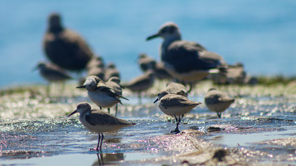 aves en el mar
