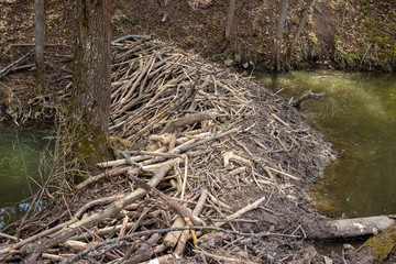 Beaver dam made of branches on a forest river
