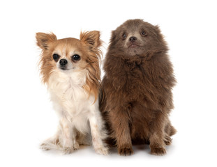 puppy pomeranian and chihuahua
