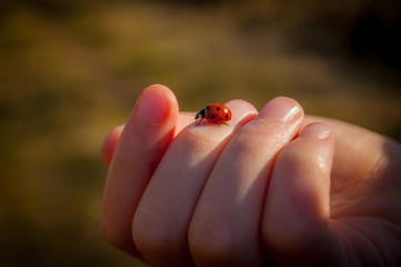 My son had a ladybug (ladybird) land on his hand on a walk at the weekend so I grabbed my camera. © Steven F Granville