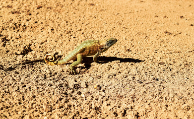 little lizard on the yellow sand