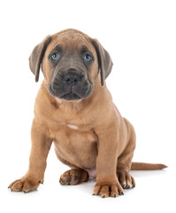 puppy cane corso