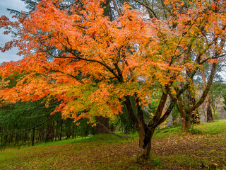 Orange Autumn