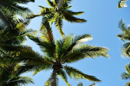 palm trees against a blue sky © marina_otradnaya