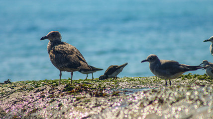 aves en familia playa